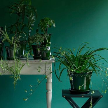 Green potted plants arranged on a white table and black stool against a green backdrop.