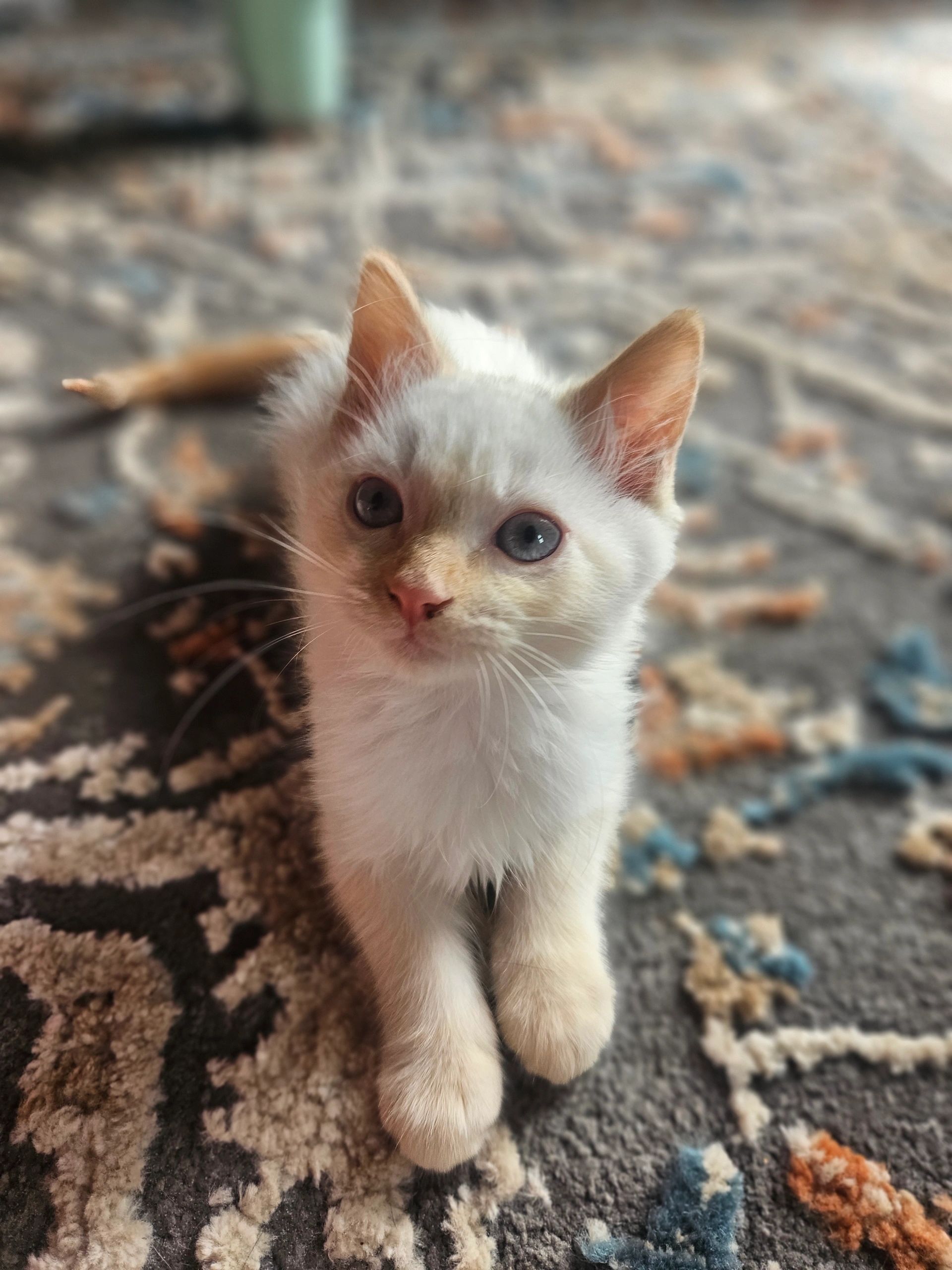Who doesn't love cute kittens, right?