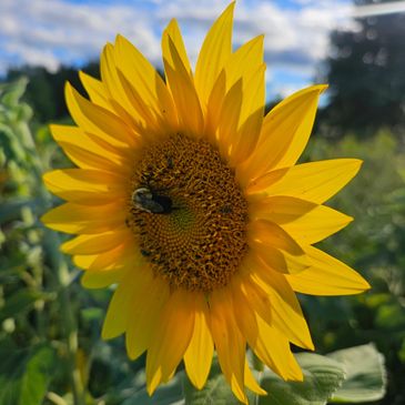 A bee collecting nectar from a bright sunflower on a sunny day.