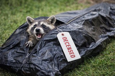 A raccoon peeks out from a black body bag labeled "DECEASED" on grass.