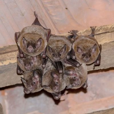 A cluster of bats hanging upside down on a stone ceiling.