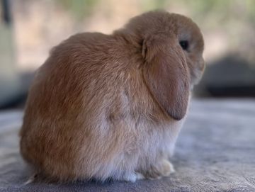 Fluffy brown lop-eared rabbit sitting on a soft surface.