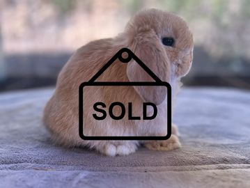 A fluffy brown lop-eared rabbit sitting on a soft surface.