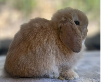 Fluffy brown lop-eared bunny sitting on a soft surface.