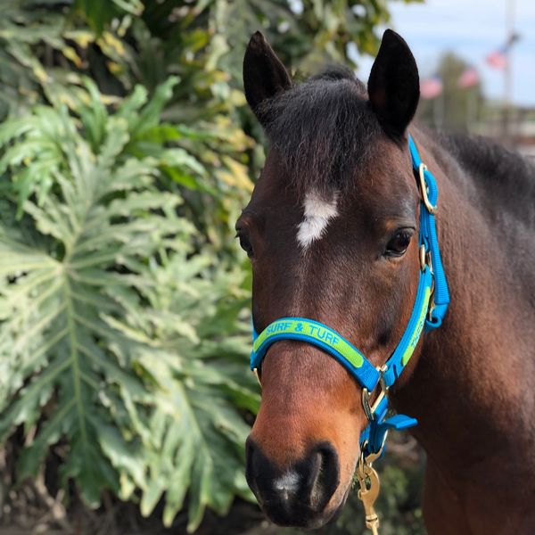Paddington the hippotherapy pony