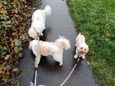 Three small fluffy dogs on leashes on a wet path.