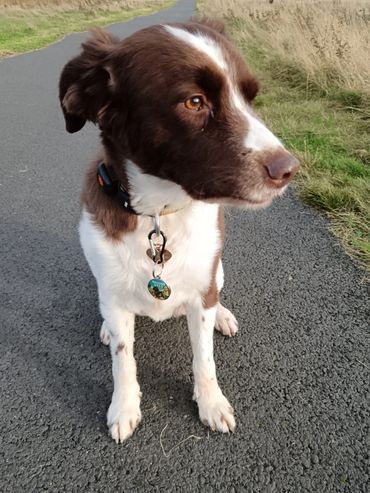 Brown and white dog sitting on a paved path, looking to the side.