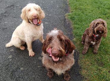 Three happy dogs sitting outdoors on a path and grass.
