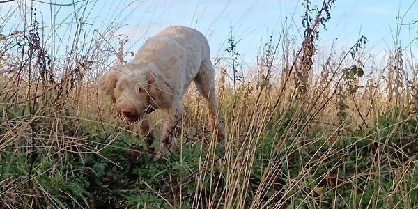 An Italian Spinone walking through tall grass on a clear day.