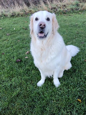 A fluffy white dog sitting on green grass, looking at the camera.