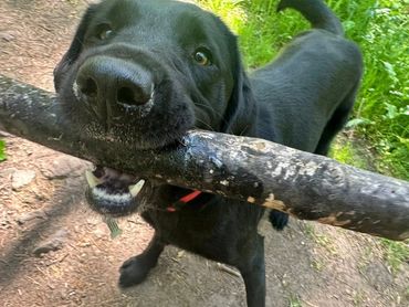 Black dog excitedly holding a large stick in its mouth outdoors.