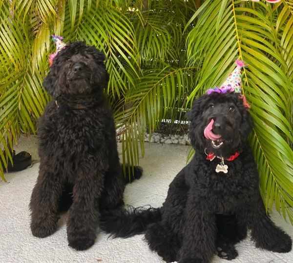 Black goldendoodle adults
