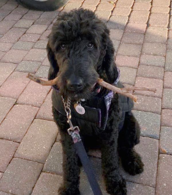 Black goldendoodle adult