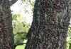 A silver maple tree heavily infested after a "migration wave" arrived