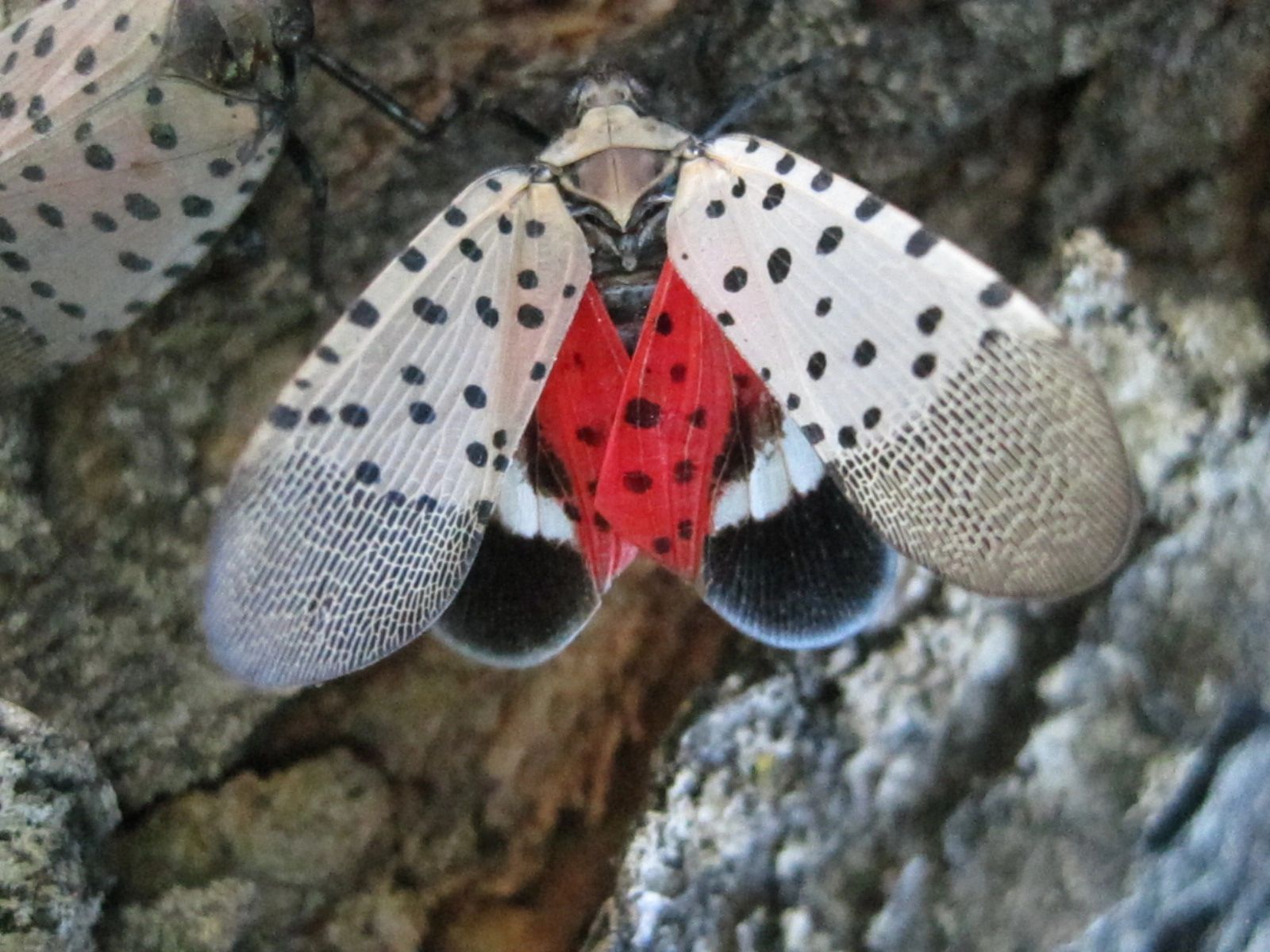 Photos Of Spotted Lanternflies Spotted Lanternfly Spotted Lantern Fly