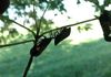 Spotted lanternflies feeding on leaf petioles and leaf mid-rib veins.
