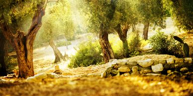walkway through trees