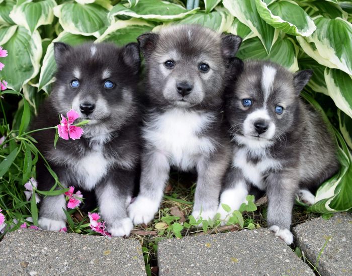 Pomsky Puppies
