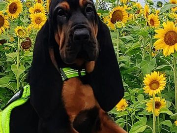 This beautiful bloodhound currently training in our nonprofit volunteer foster program. 