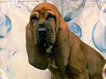 This beautiful bloodhound pup is currently training in our nonprofit volunteer foster program. 