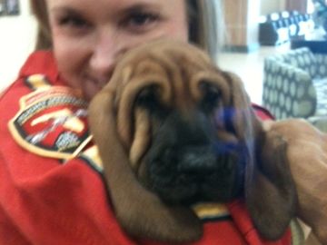 This beautiful bloodhound pup is currently training in our nonprofit volunteer foster program. 