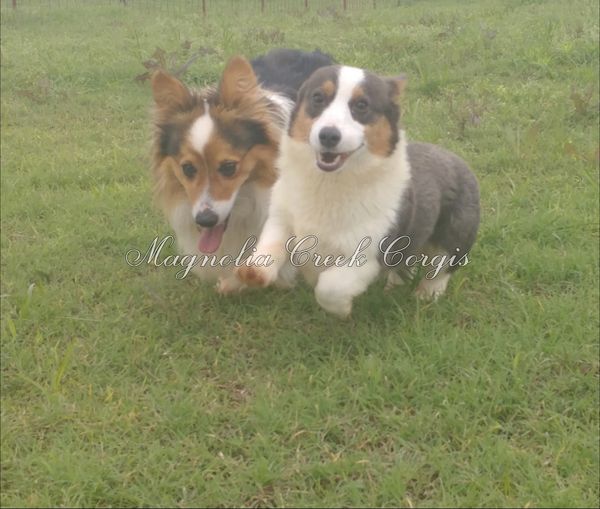 Bluie corgi
