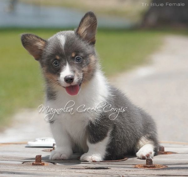 Corgi puppies for sale