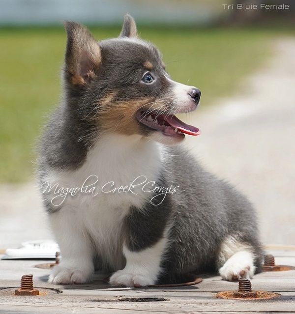 Corgi puppy for sale