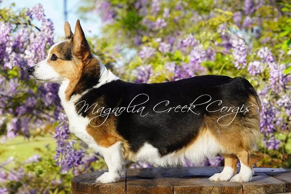 Corgi puppies for sale
