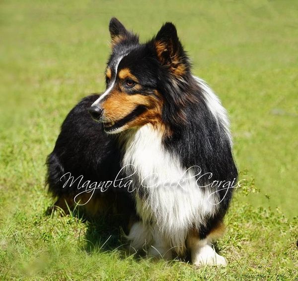 Fluffy corgis for sale