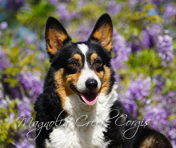 Welsh corgis for sale