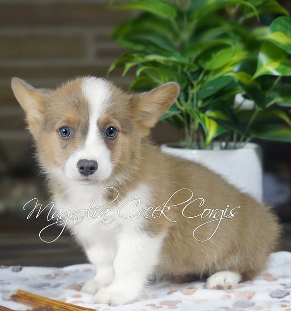 Corgi puppies for sale