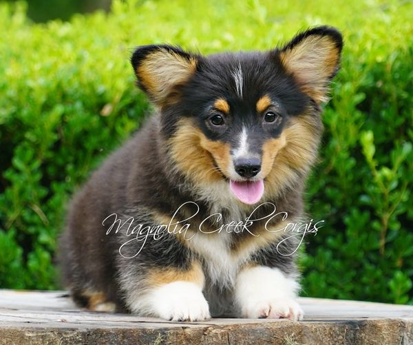 Corgi puppies for sale