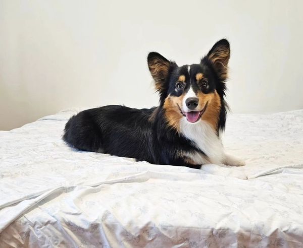 Fluffy Corgis