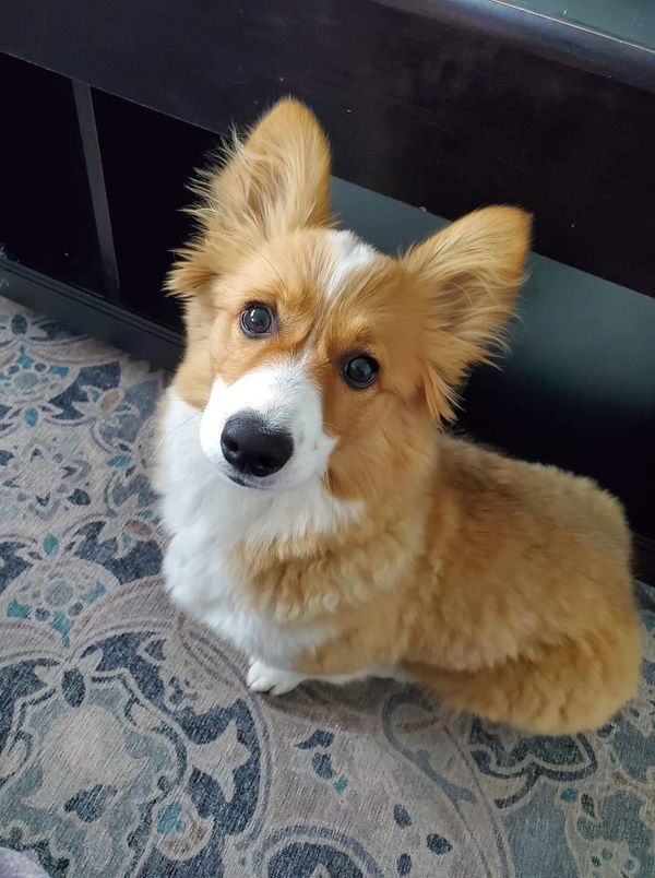 Fluffy corgis