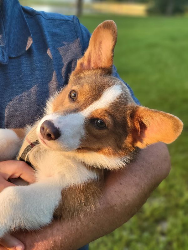 Corgi puppy for sale