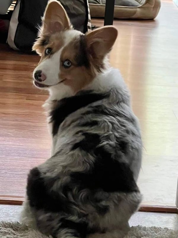 Fluffy Blue Merle Corgi