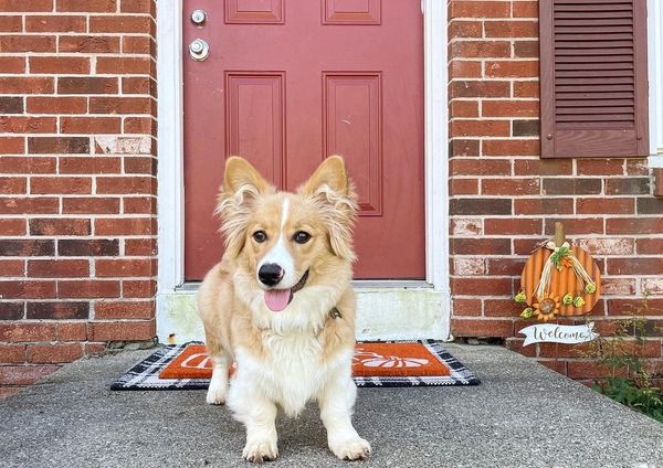 Fluffy Corgi puppy