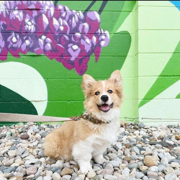 Fluffy Corgi puppy