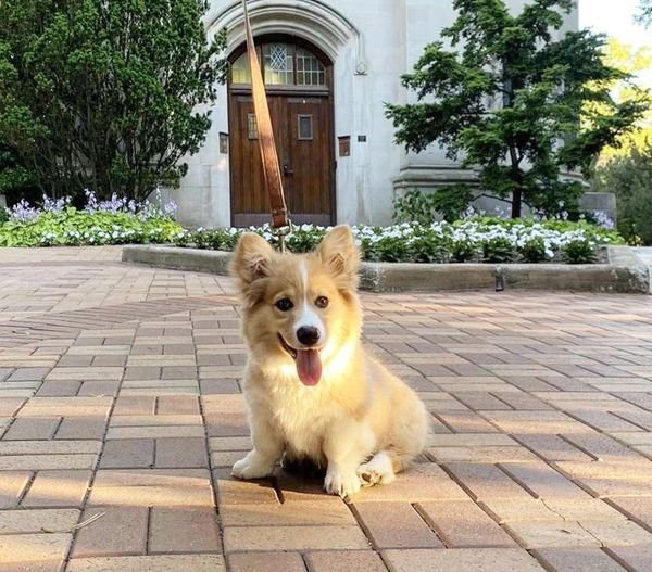 Fluffy Corgi puppies