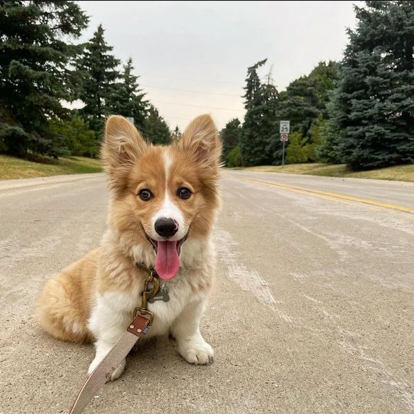 Fluffy Corgis