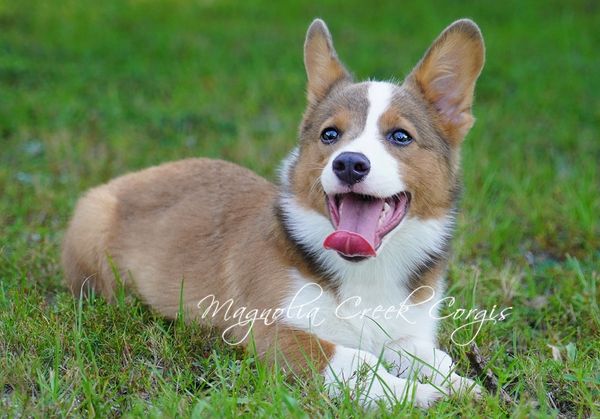 Corgi breeder