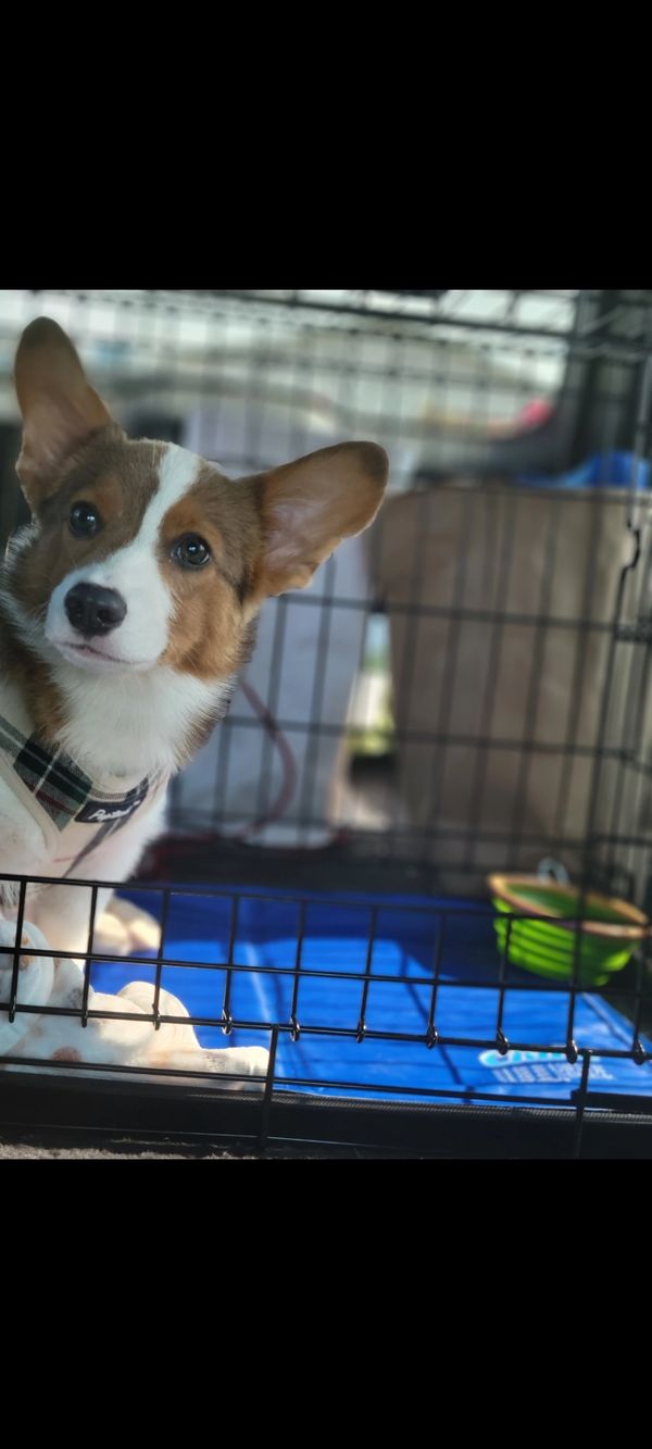 Best Corgi breeder