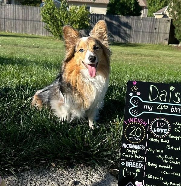 Blue Merle corgis