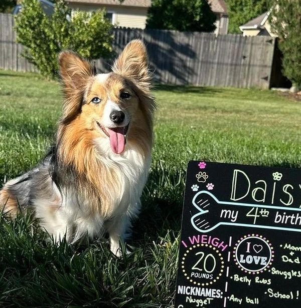 Blue merle fluffy corgi