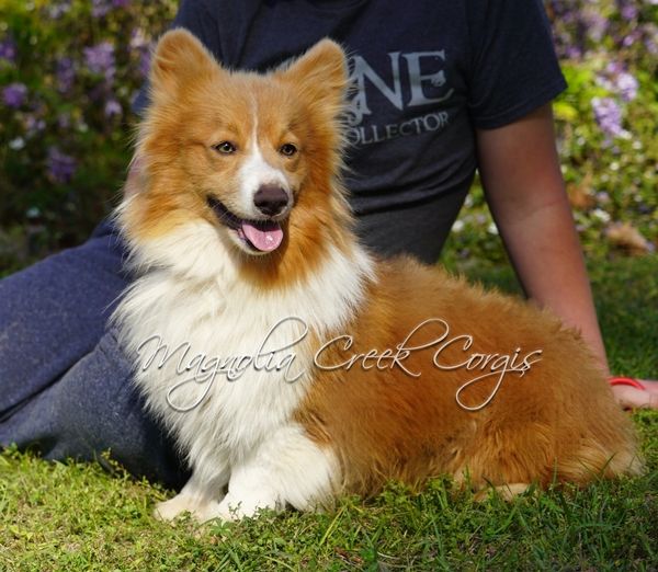 Fluffy corgi breeder