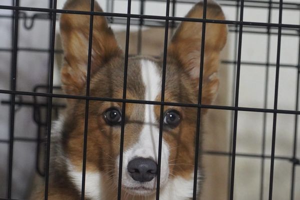 Best Corgi breeder