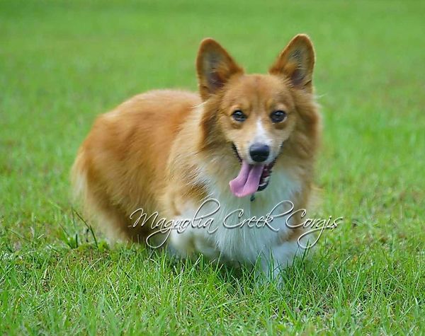 Fluffy Corgi puppy for sale.