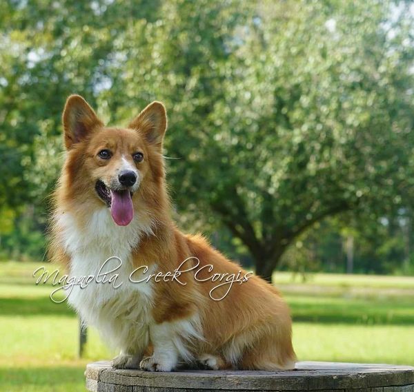 Fluffy Corgis