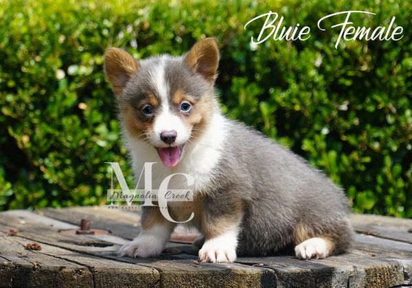 Corgi puppy for sale